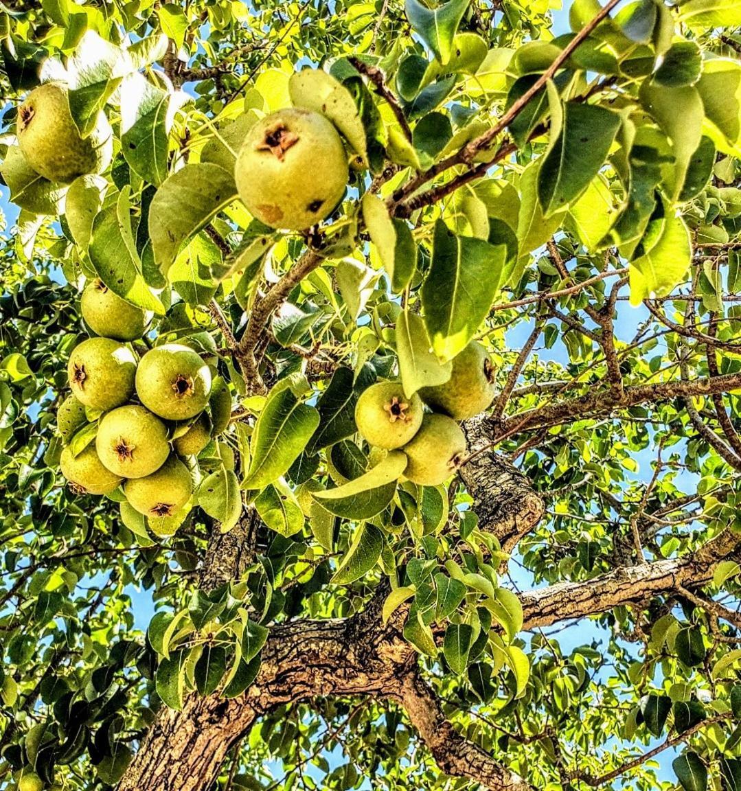 Apartmán Casa Dei Frutti Di Ostuni Exteriér fotografie